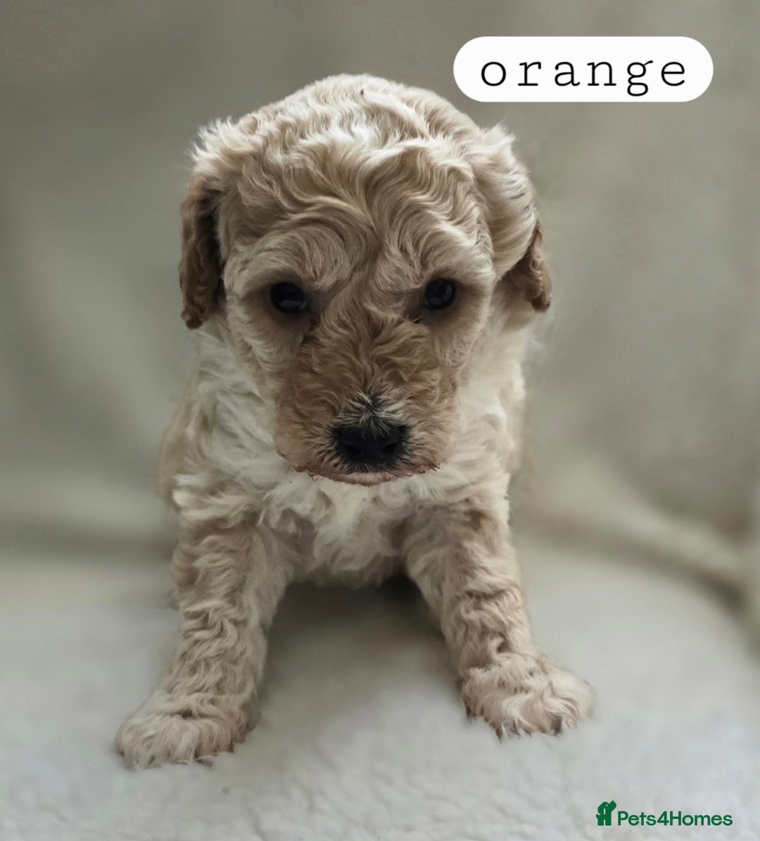 Toy Poodle dogs for sale: BEAUTIFUL TOY POODLES - Image 11