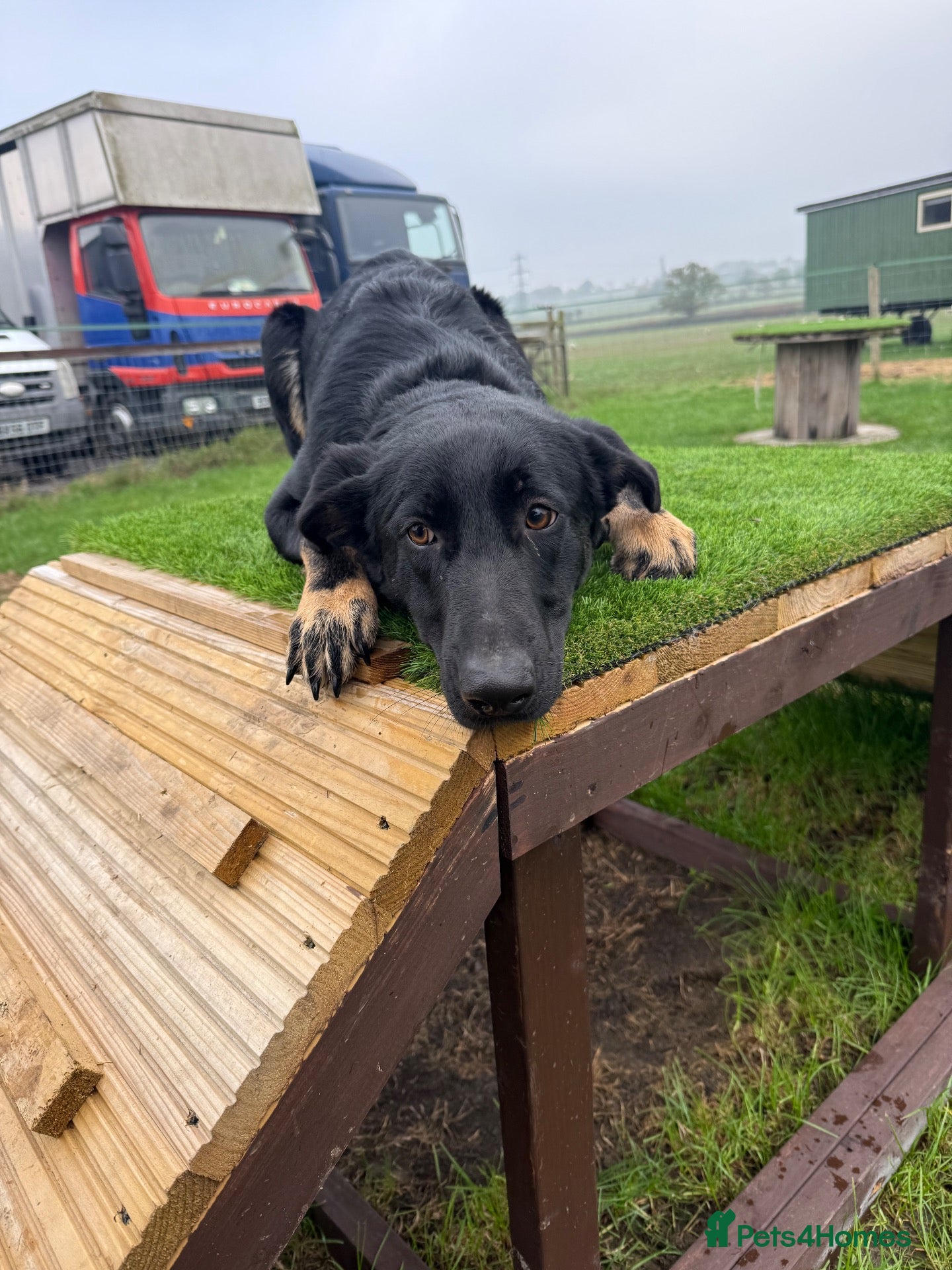 German Shepherd dogs for sale: Absolutely gorgeous inside and out - Advert 1