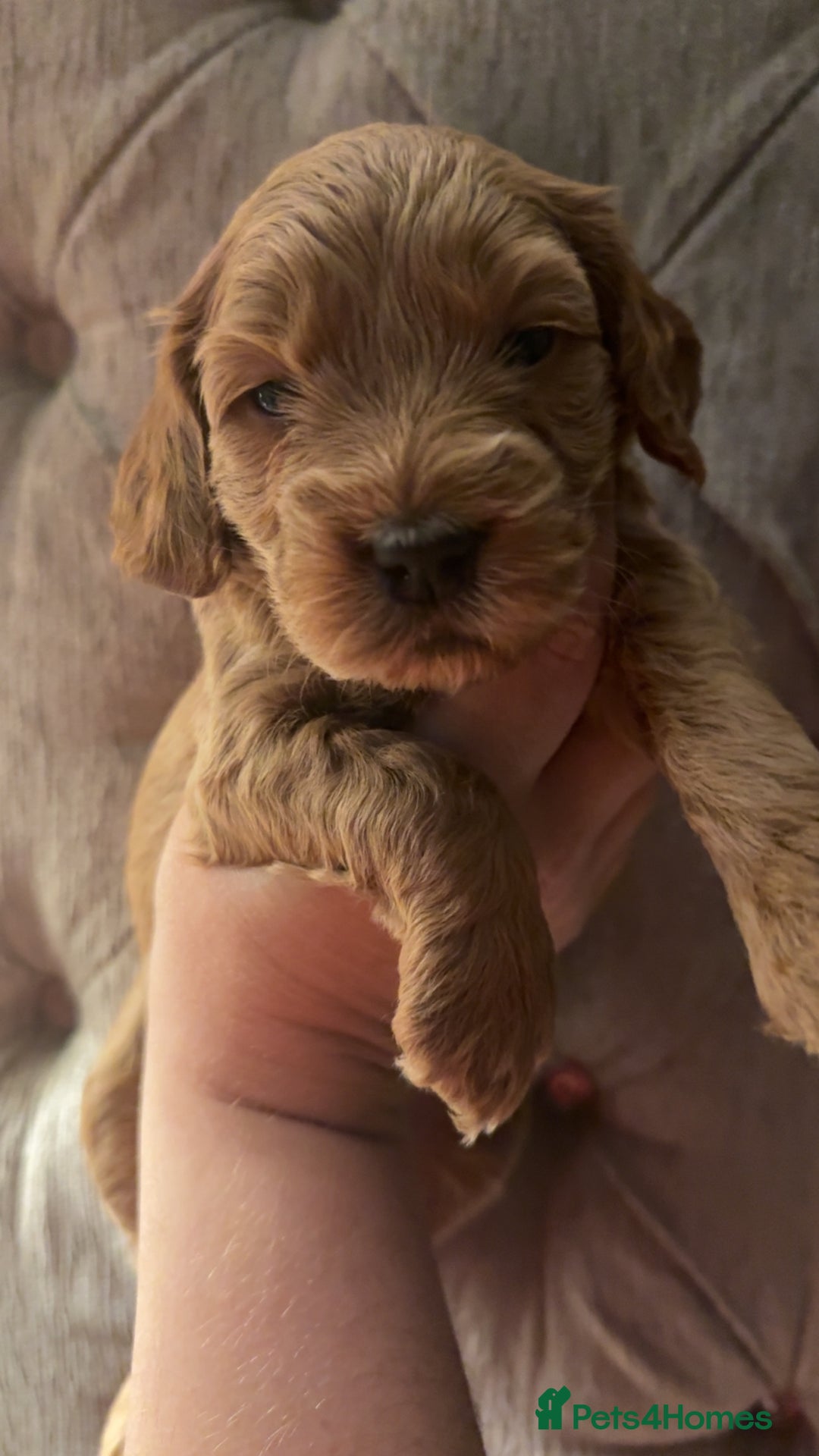 Cockapoo dogs for sale: F1 Cockapoos - Advert 1