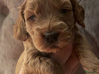 Cockapoo dogs F1 Cockapoos - Advert 5