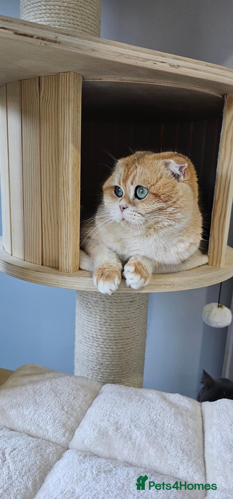 British Shorthair cats Rehoming  - Advert 1