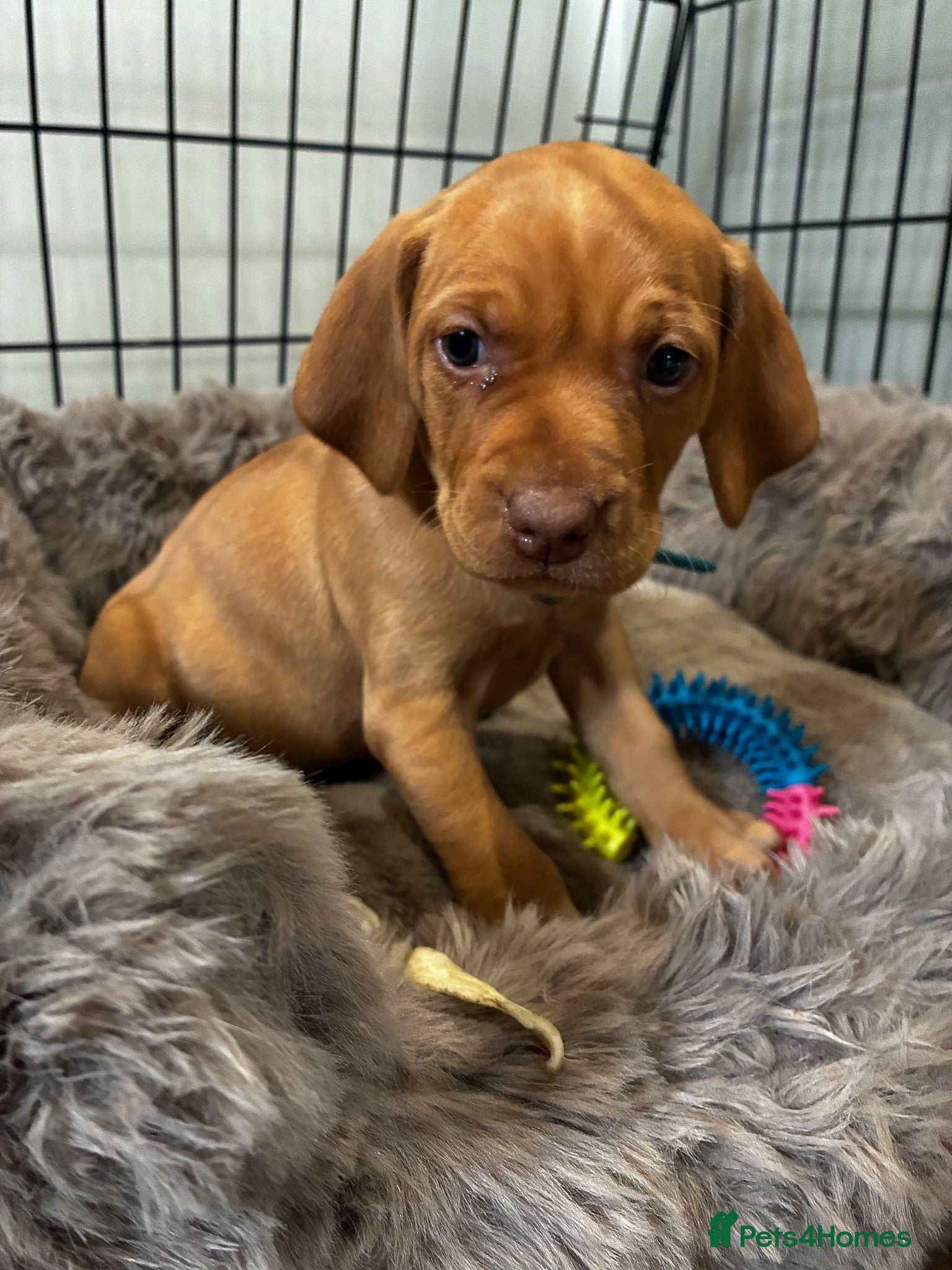 Hungarian Vizsla dogs 5* HUNGARIAN VIZSLA PUPPIES KC REGISTERED  - Advert 4