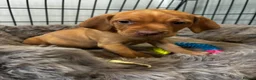 Hungarian Vizsla dogs for sale: 5* HUNGARIAN VIZSLA PUPPIES KC REGISTERED  - Advert 2