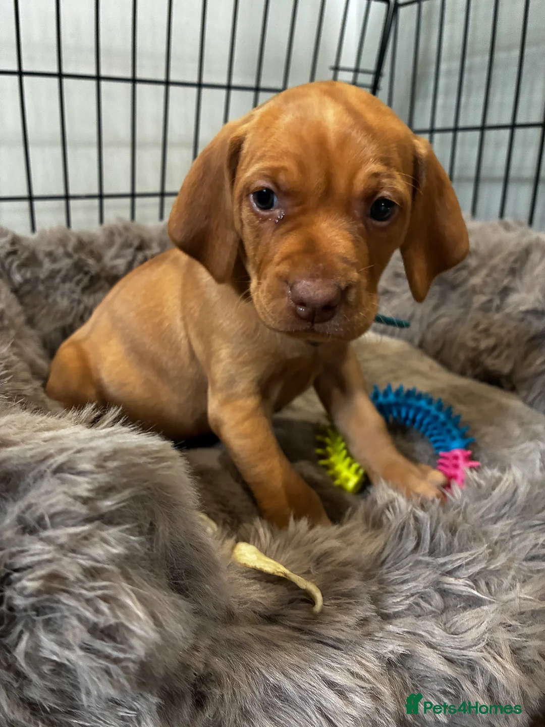 Hungarian Vizsla dogs for sale: 5* HUNGARIAN VIZSLA PUPPIES KC REGISTERED  - Advert 2