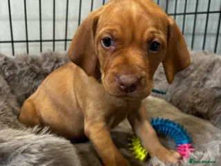 Hungarian Vizsla dogs 5* HUNGARIAN VIZSLA PUPPIES KC REGISTERED - Advert 4
