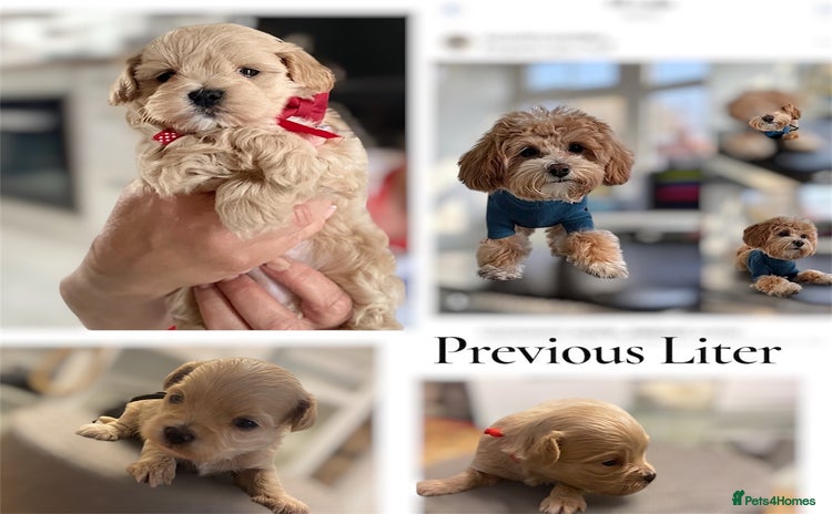 Maltipoo dogs - Advert 7