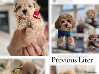 Maltipoo dogs ♦️🐾 Miniature F1 Maltipoo Pedigree & DNA Tested ✅ - Advert 6