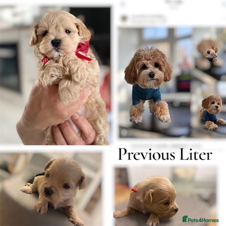 Maltipoo dogs - Advert 7