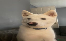 Mixed Breed dogs for sale: White Female Akita  - Image 7