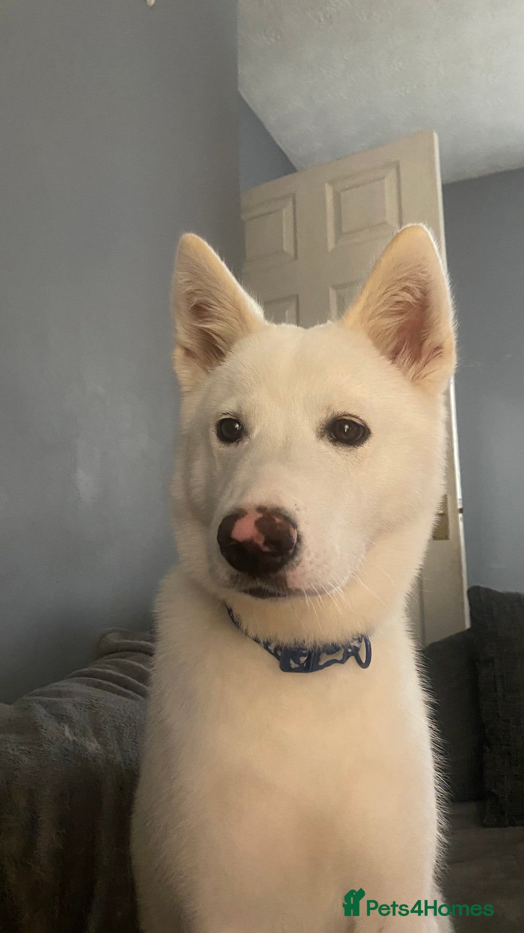 Mixed Breed dogs for sale: White Female Akita  - Image 7