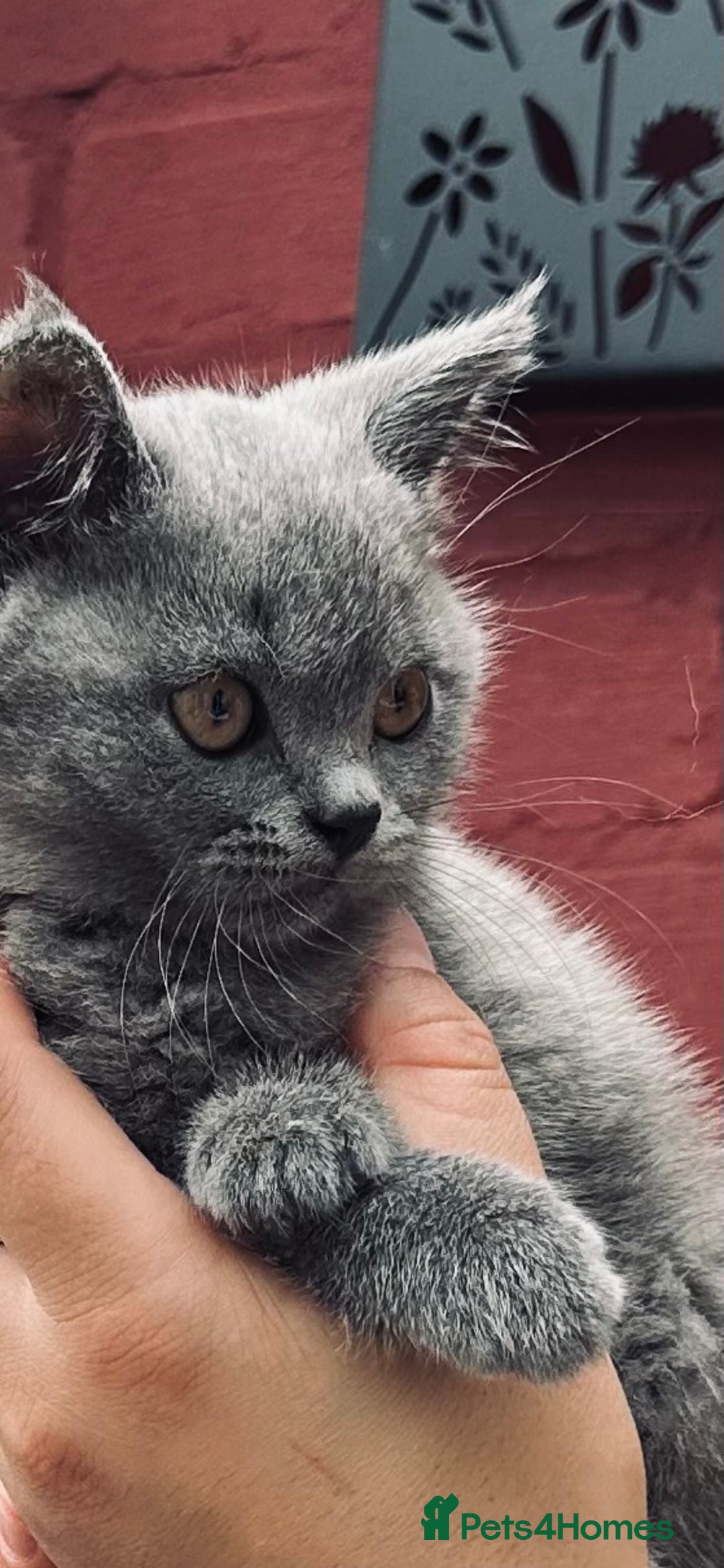 British Shorthair cats for sale: British shorthair  - Image 3