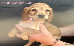 Cockapoo dogs for sale: F1 cockapoo puppies *ready to leave* - Image 2