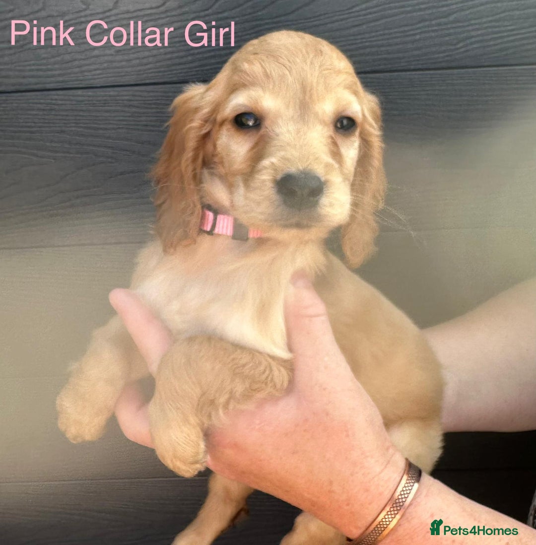 Cockapoo dogs for sale: F1 cockapoo puppies *ready to leave* - Image 2