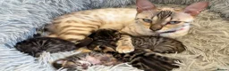 Bengal cats for sale: Half Bengal kittens - Advert 16