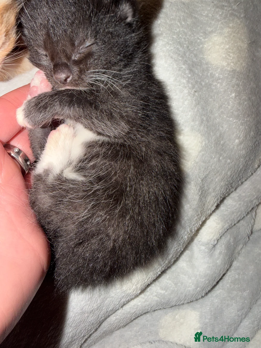 Mixed Breed cats for sale: Beautiful Litter of Kittens 💛 - Advert 2