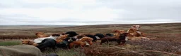 Cocker Spaniel dogs for sale: Mixed colour litter of working cockers  - Advert 14