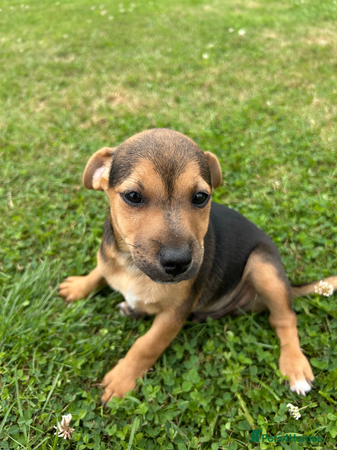 Jack Russell dogs for sale: Jack Russell, stunning litter,  in Doncaster - Image 29