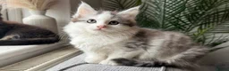 Maine Coon cats for sale: Beautiful half Maine coon kittens available  - Advert 11