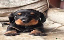 Miniature Dachshund dogs for sale: Stunning Miniature Dachshund Puppies - Image 23