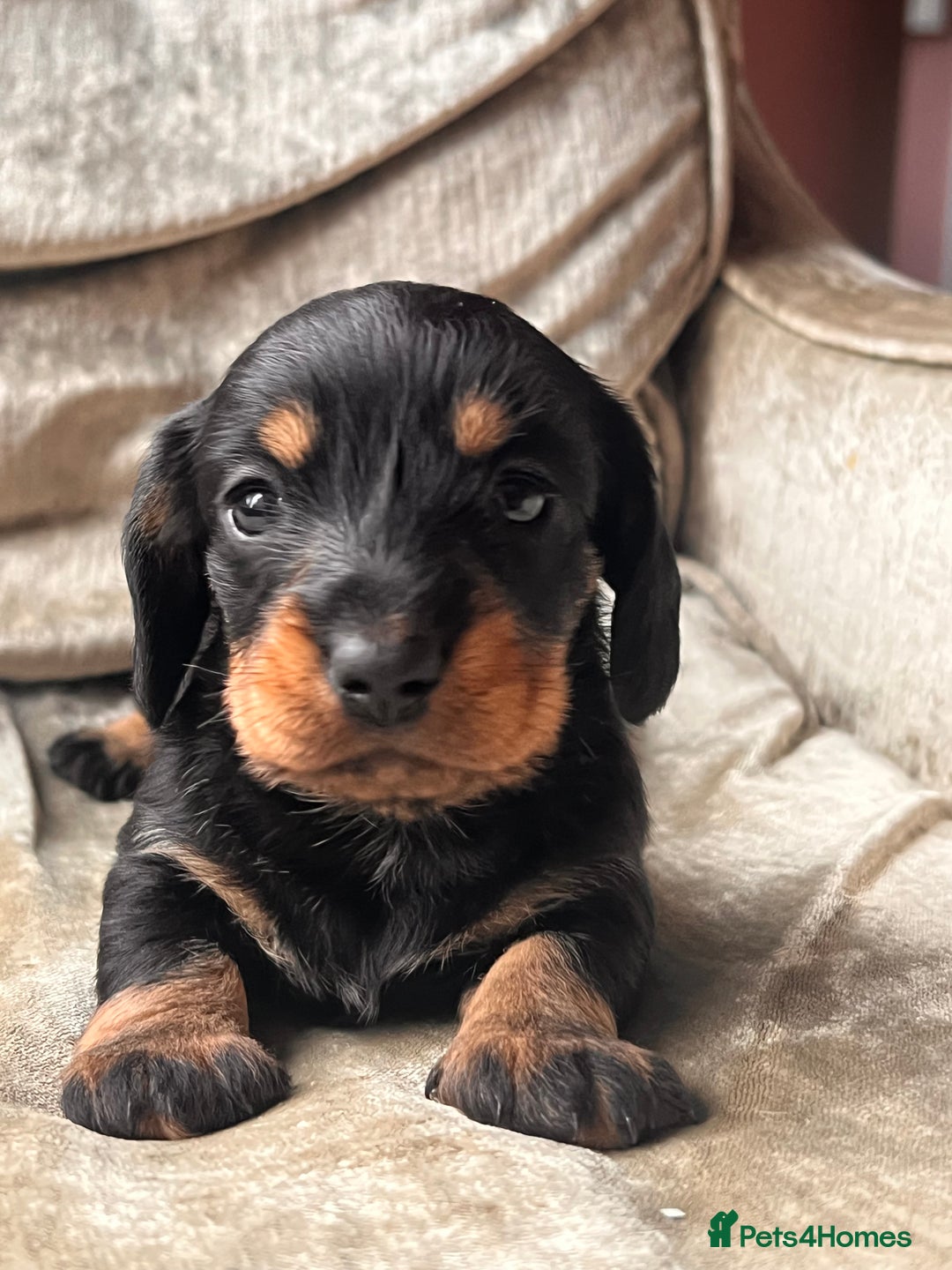 Miniature Dachshund dogs for sale: Stunning Miniature Dachshund Puppies - Image 23
