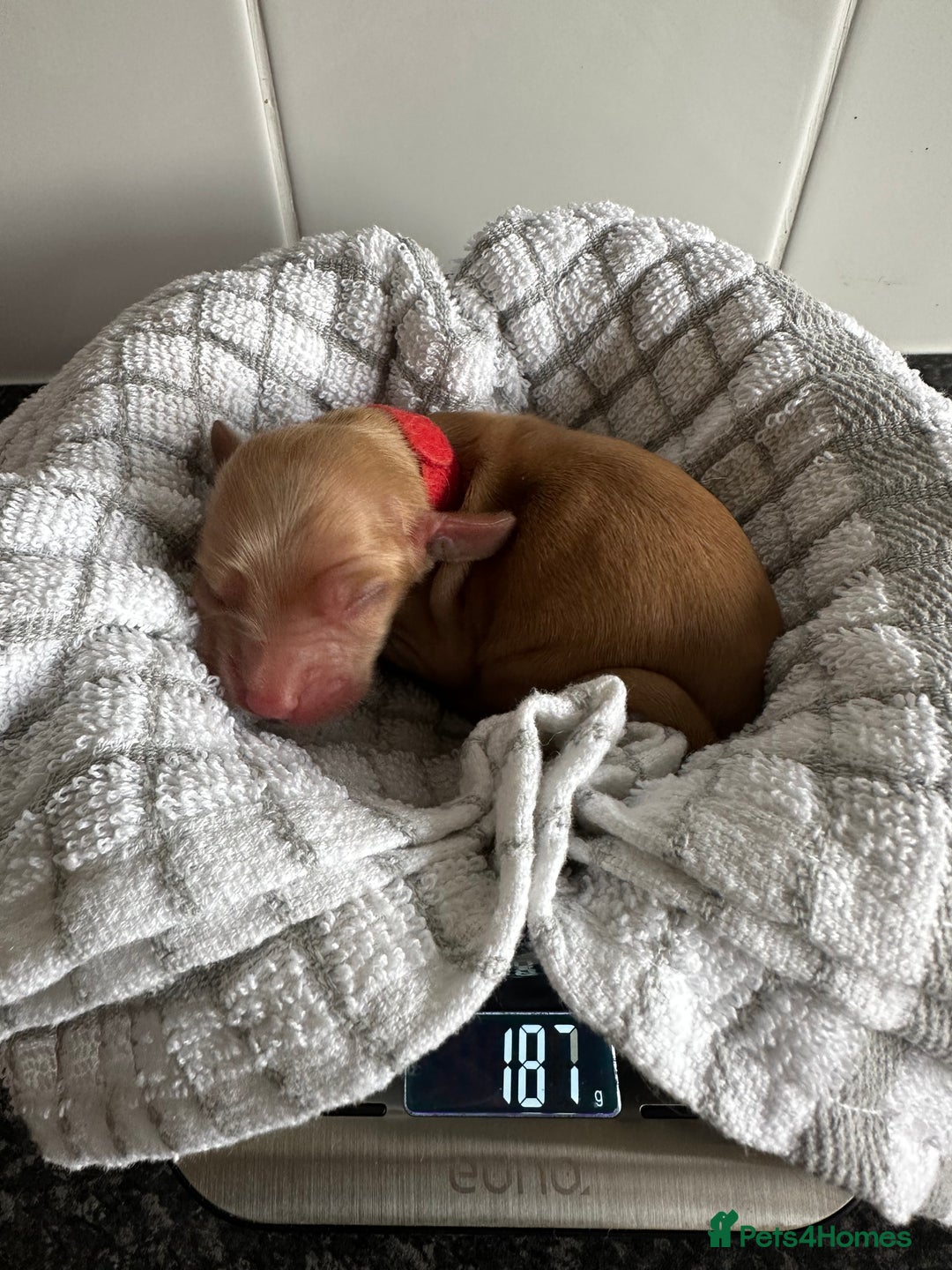 Cockapoo dogs for sale: Red & Apricot Cockapoo puppies  - Image 4