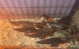 Ducks poultry for sale: 8 ducklings for sale  - Image 3