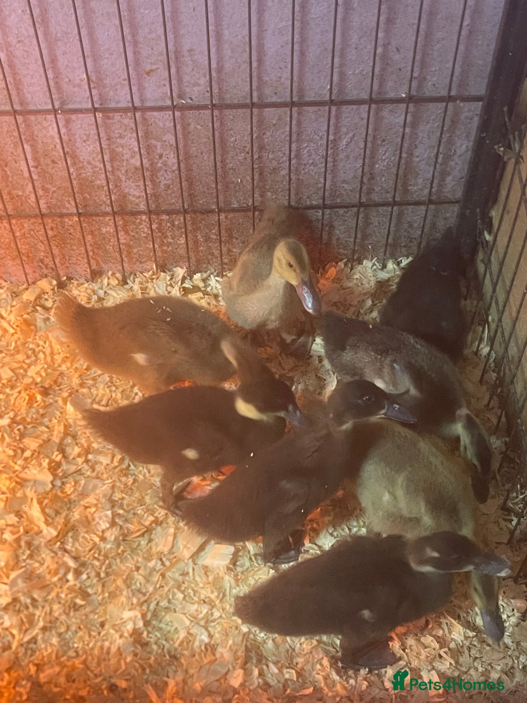 Ducks poultry for sale: 8 ducklings for sale  - Image 3