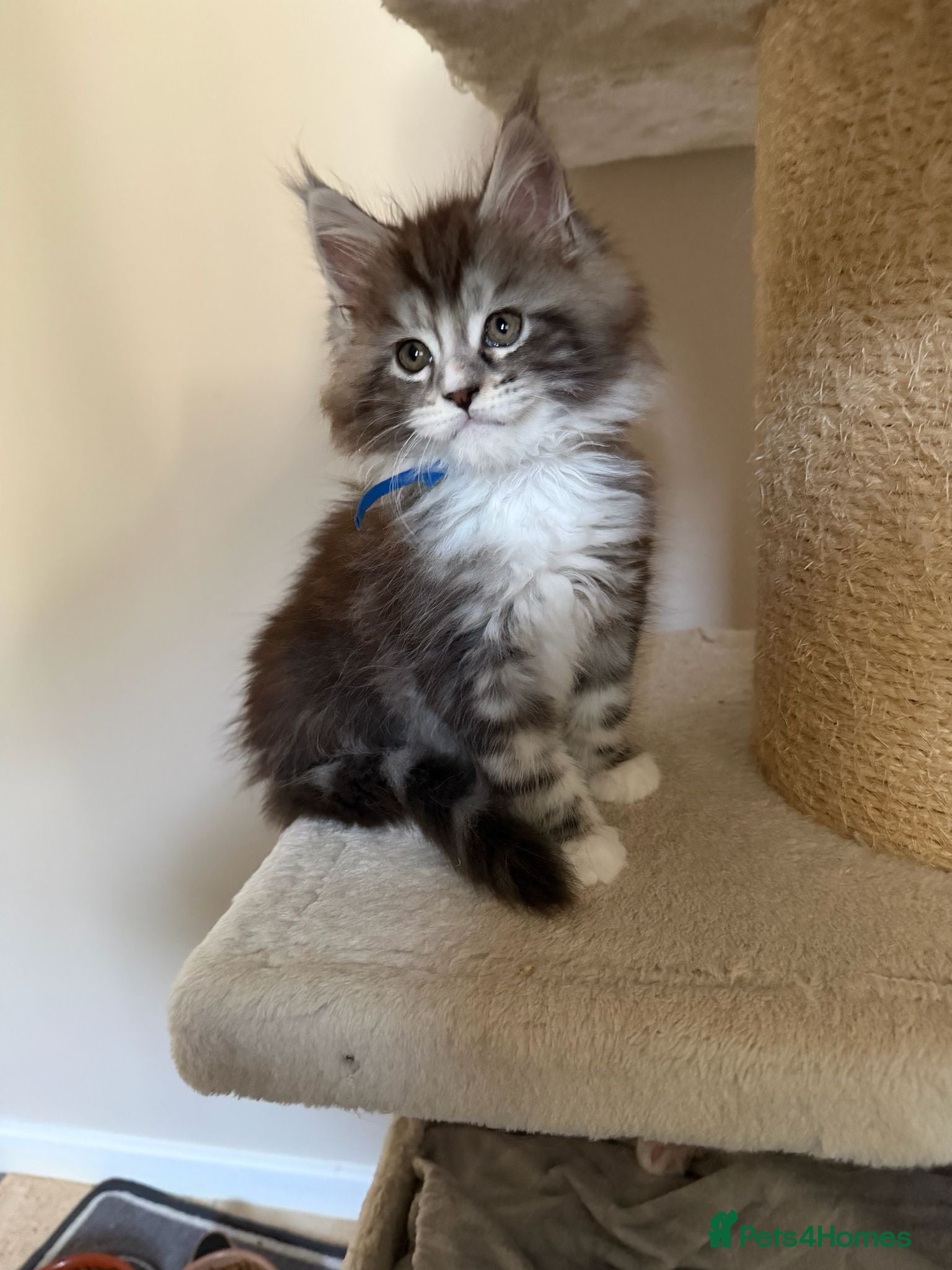 Maine Coon cats Outstanding Quality shaded line Boys - Advert 1