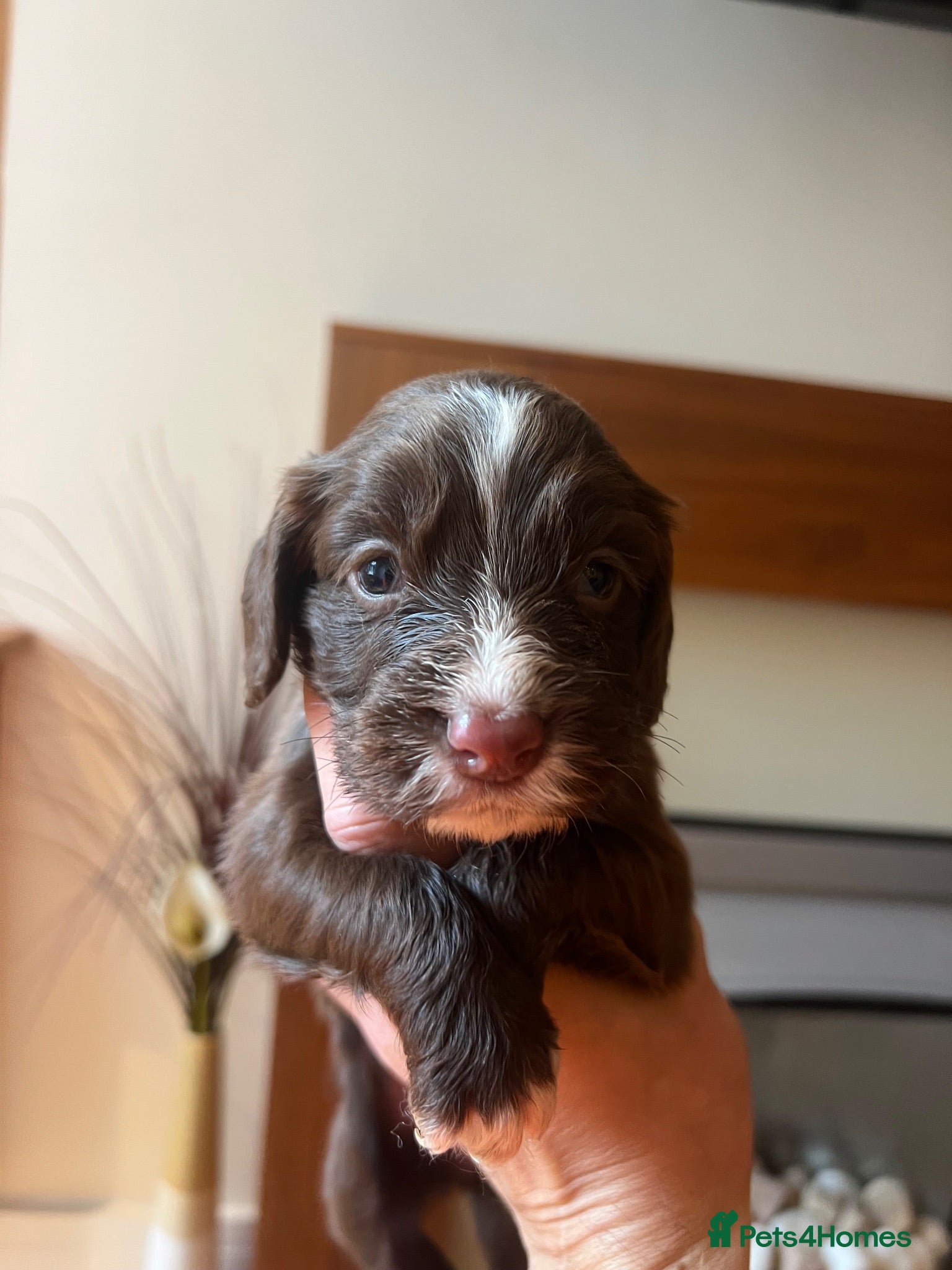 Cocker Spaniel dogs Last Chocolate & White Girl - Kc registered  - Advert 1