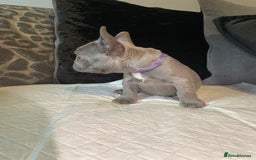 French Bulldog dogs for sale: Kc Reg Micro frenchies for sale - Image 16