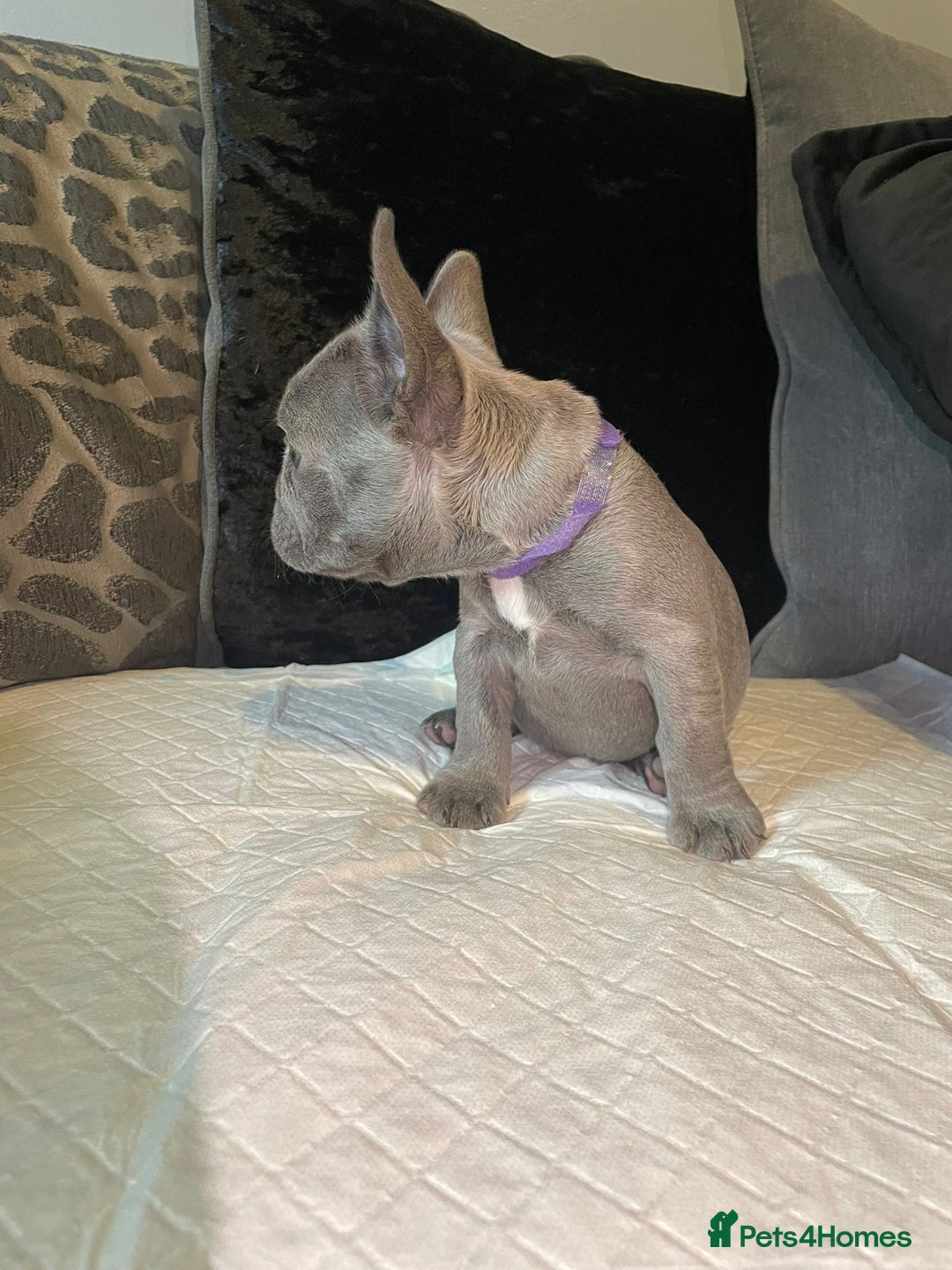 French Bulldog dogs for sale: Kc Reg Micro frenchies for sale - Image 16