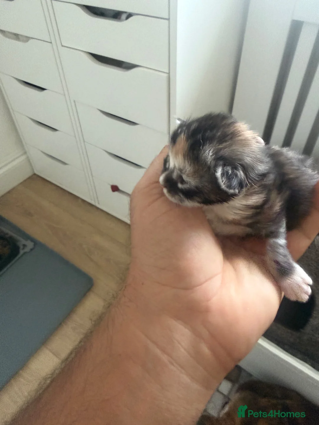 Maine Coon cats for sale: Female Calico Maine Coon KittensColours & Markings in Bristol - Advert 2