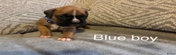 Boxer dogs for sale: KC BOXER PUPPIES - Advert 2