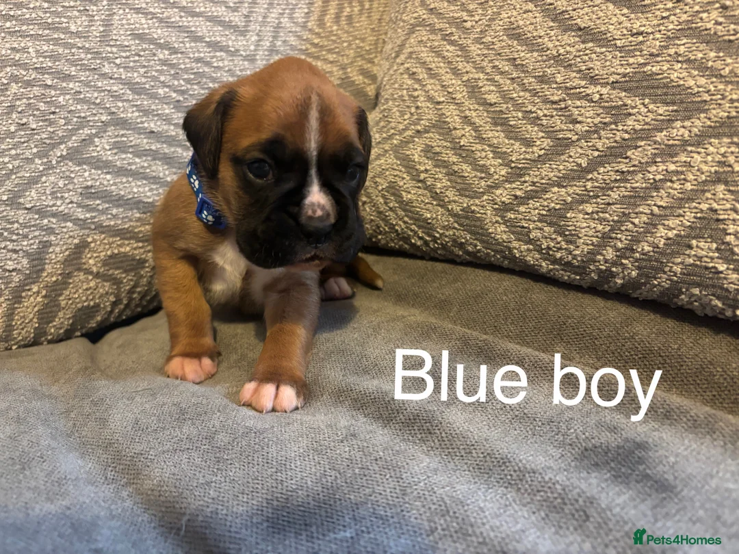 Boxer dogs for sale: KC BOXER PUPPIES - Advert 2