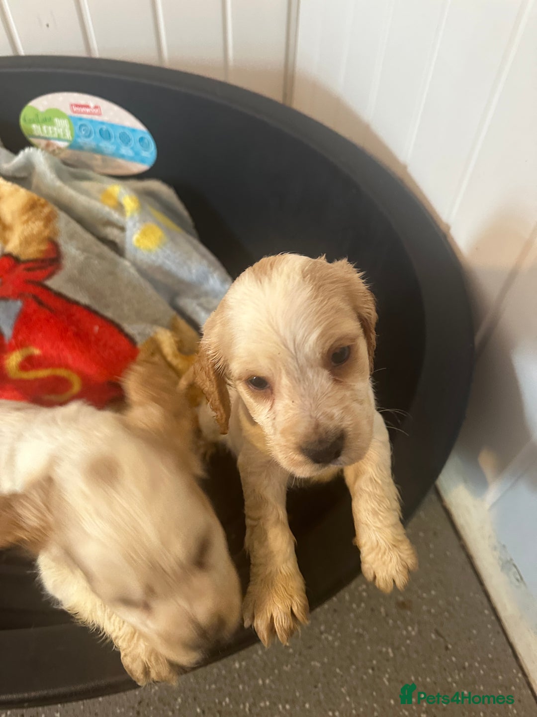 Cocker Spaniel dogs for sale: 1 boy available orange roan  - Advert 23