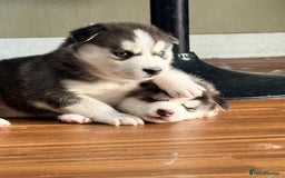 Siberian Husky dogs for sale: SIBERIAN HUSKY  - Image 11