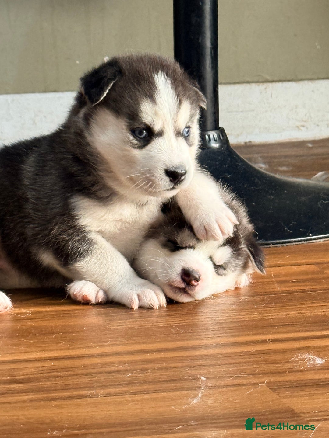 Siberian Husky dogs for sale: SIBERIAN HUSKY  - Image 11