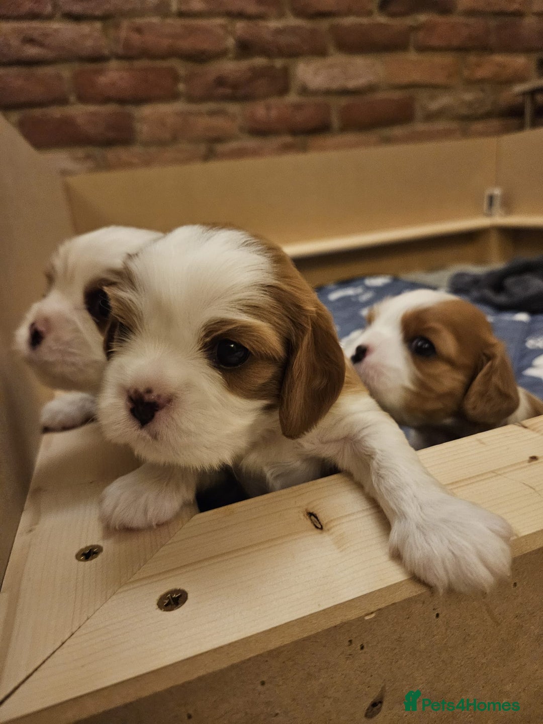 Cavalier King Charles Spaniel dogs for sale: Cavalier King Charles Spaniel 3 x puppies - Advert 24