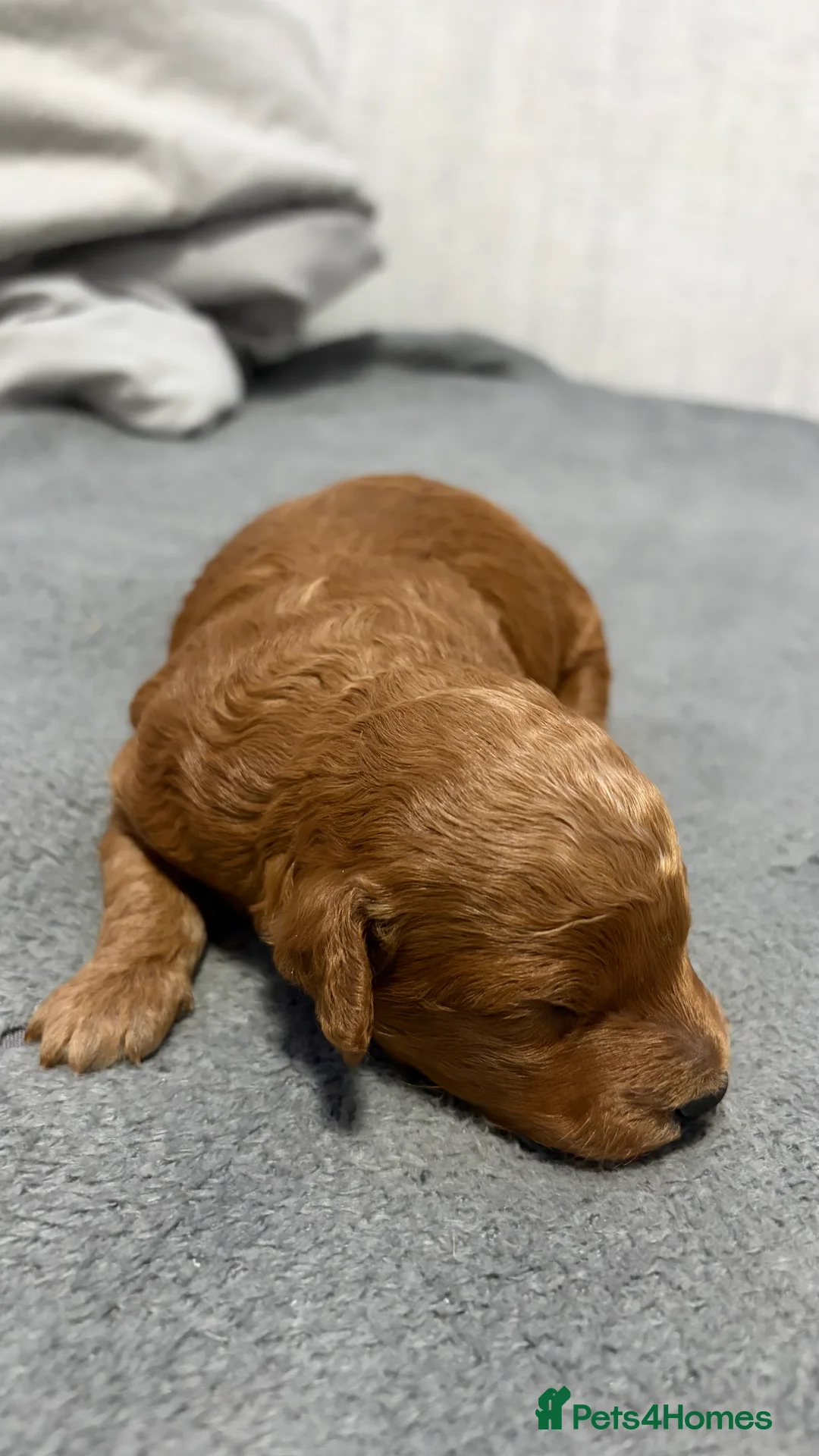 Irish Doodle dogs for sale: 3 Gorgeous Irish Doodle Boy Puppies in Southport - Advert 13