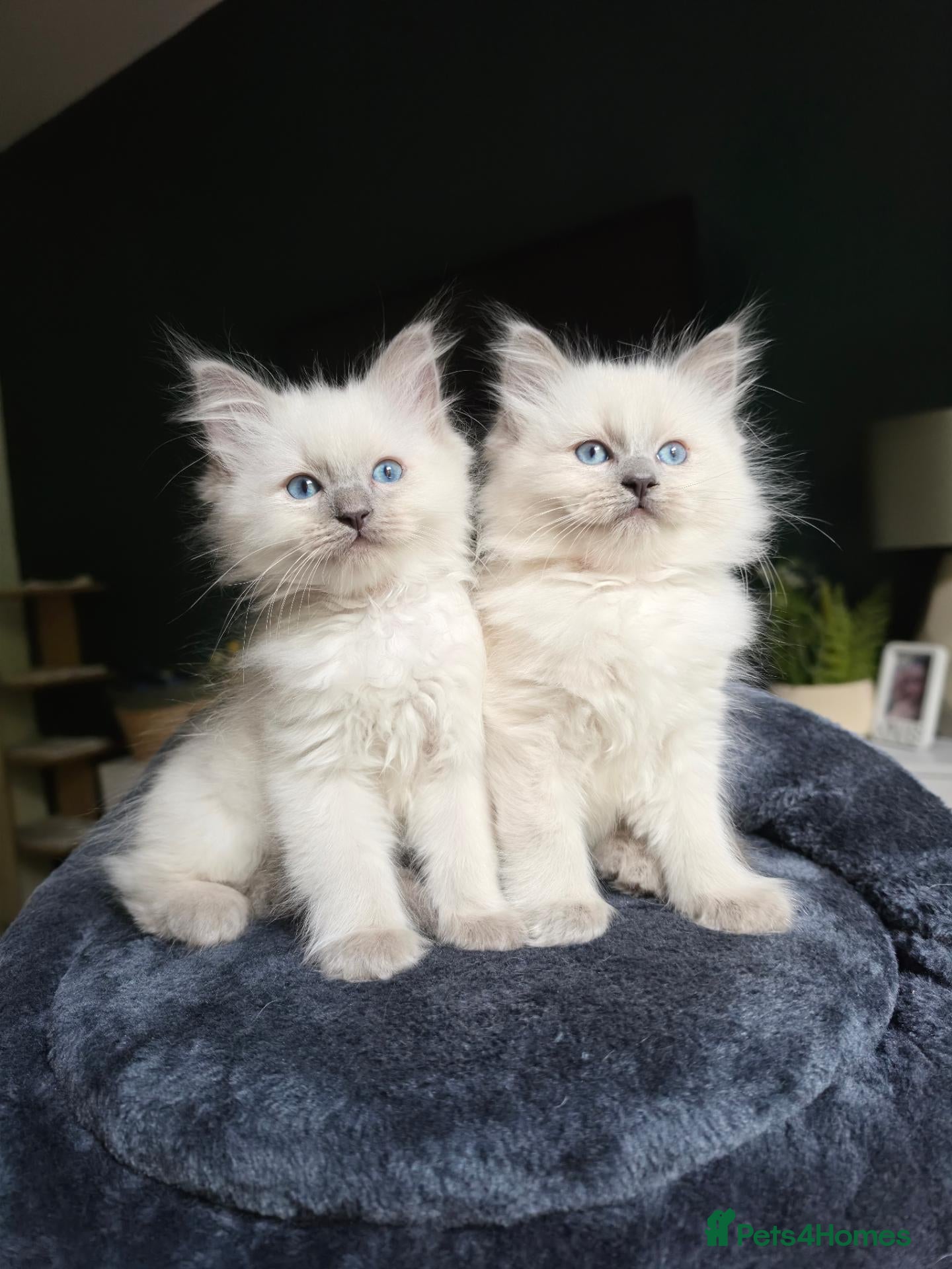 Mixed Breed cats 5 beautiful ragdoll x kittens  - Advert 4