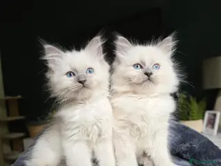 Mixed Breed cats 5 beautiful ragdoll x kittens - Advert 3