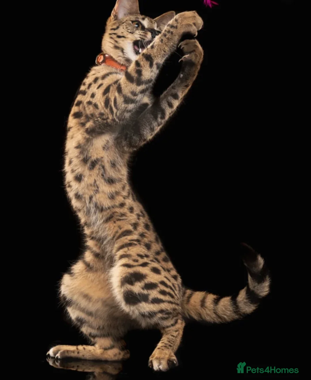 Savannah cats for sale: 🐆 Rare pedigree F2 & F3 Savannah Kittens 🐆 - Advert 2