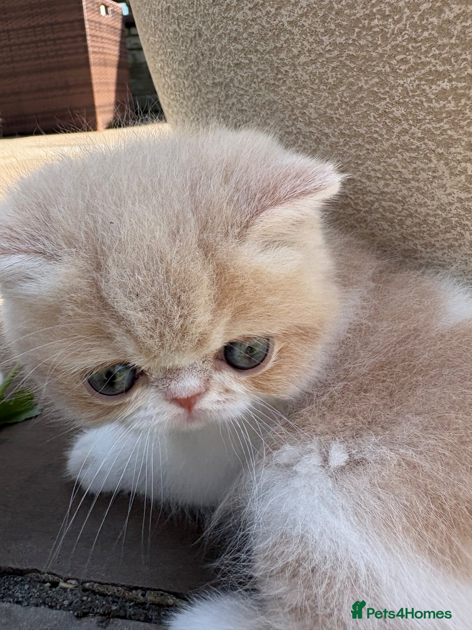 Exotic cats for sale: Exotic kittens two female  - Advert 6