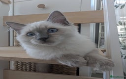 Ragdoll cats for sale: Ragdoll Kitten Seeks Loving Home💙 - Image 4