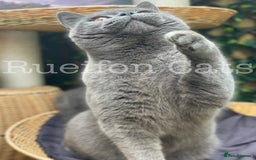 British Shorthair cats for sale: Gorgeous British Shorthair kittens GCCF registered - Image 18