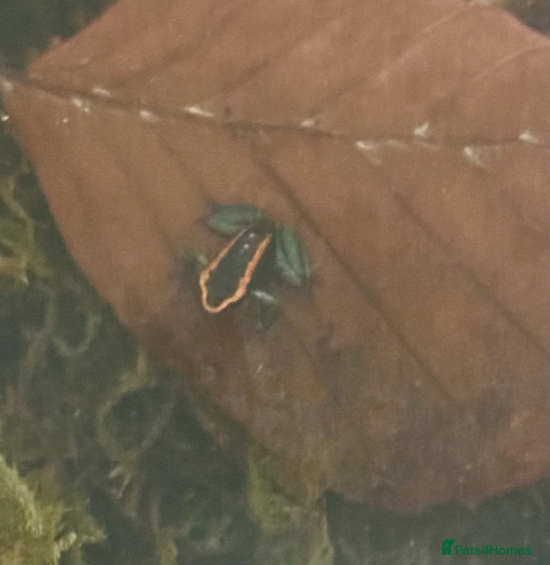 Frog reptiles for sale: Phyllobates Vittatus froglets - Advert 5