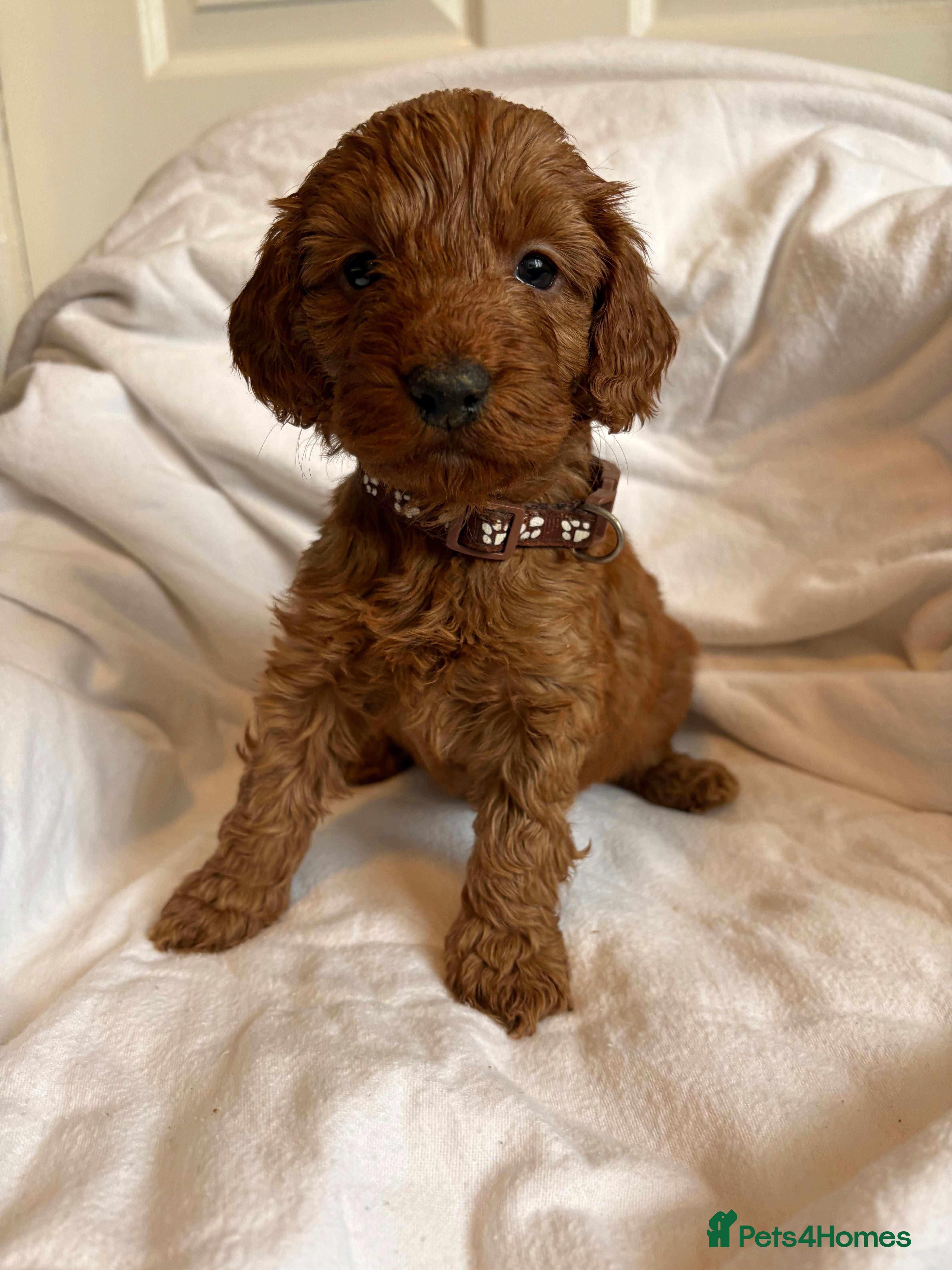 Cockapoo dogs Deep Red Cockapoos - Advert 4