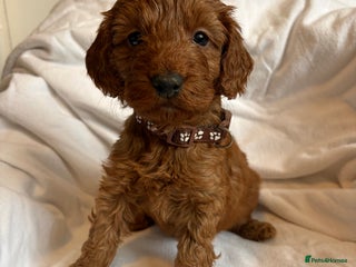 Cockapoo dogs Deep Red Cockapoos - Advert 6