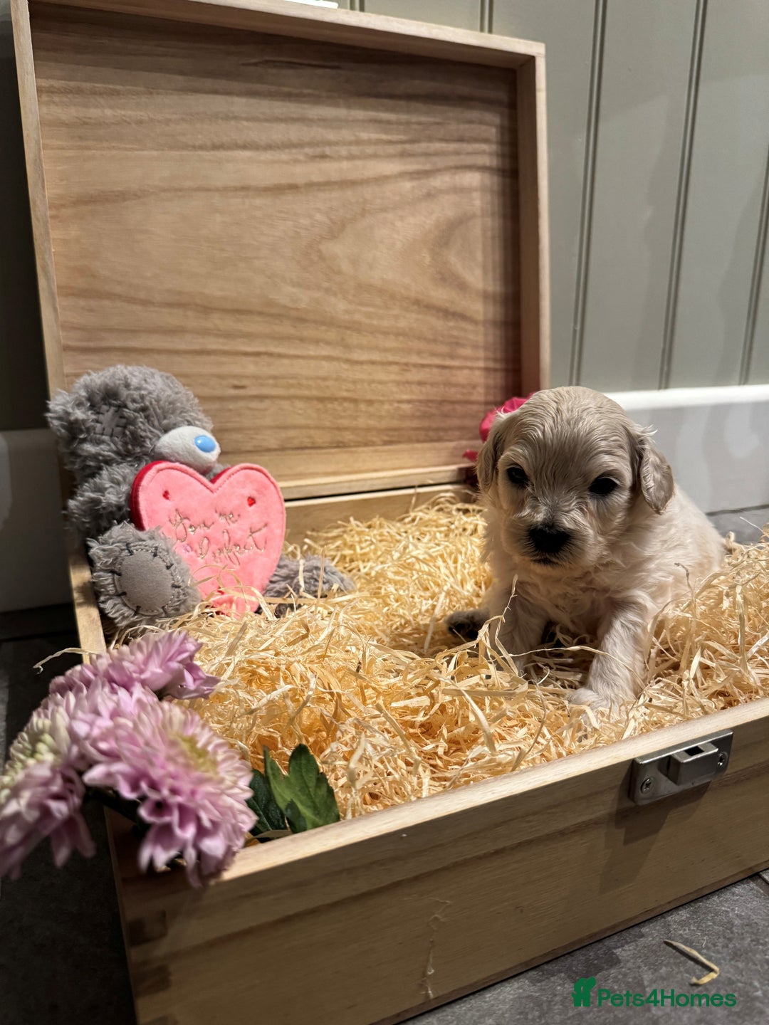 Cavachon dogs for sale: Cavapoochon puppies for sale - Advert 16