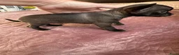 Chihuahua dogs for sale: Chihuahua puppies for sale - Advert 6